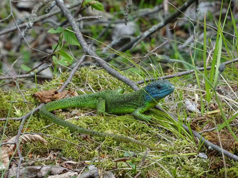 Lacerta bilineata..... m. o f. ? : maschio